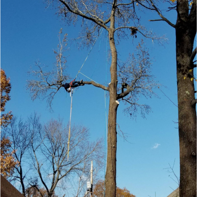 Image 3 | T&J Tree Experts