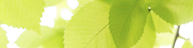 Images Jerry Smith Tree Service LLC