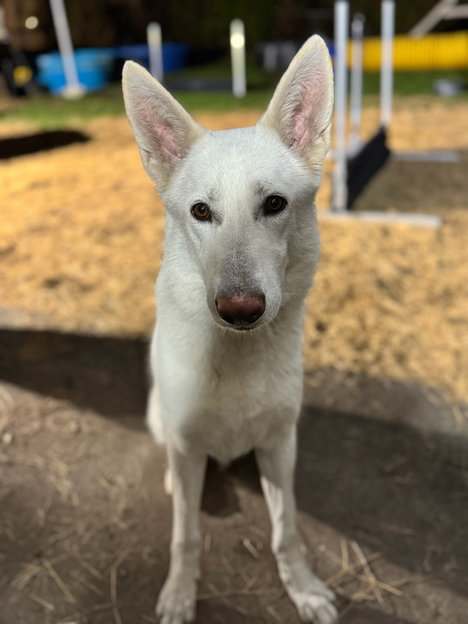 Russell's K9 Academy Image