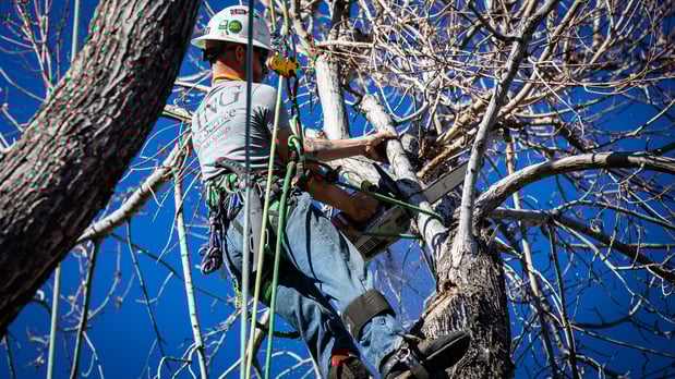 Images King Tree Service