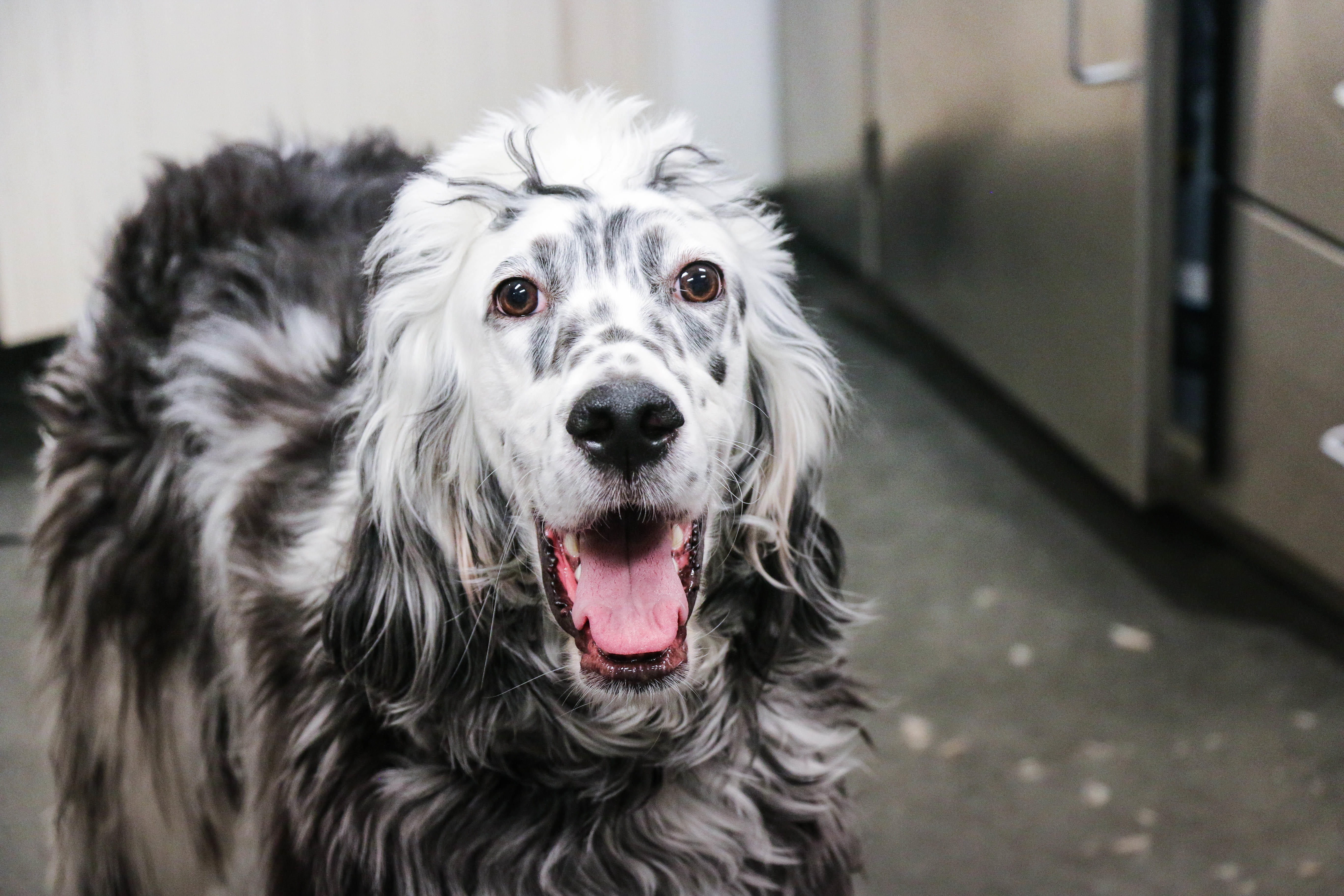 This beautiful dog is happy to be a patient at Pure Paws!