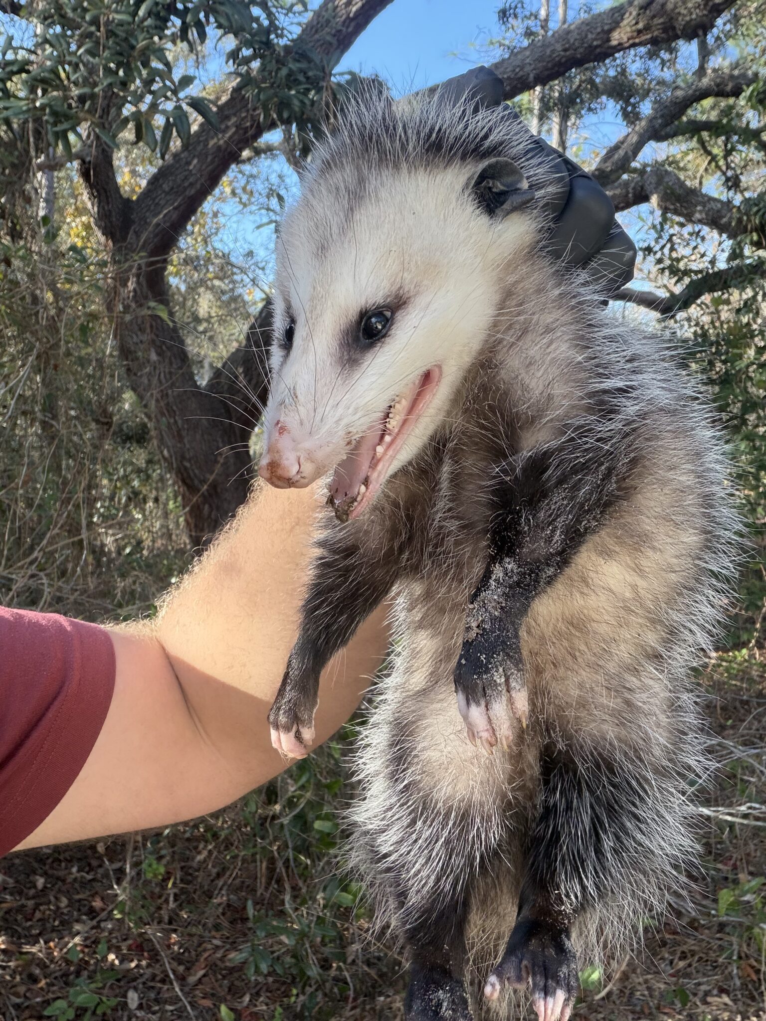 Gulf Coast Wildlife Removal Fl