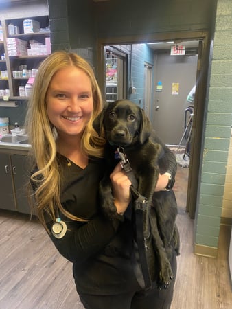 Images Adobe Animal Hospital