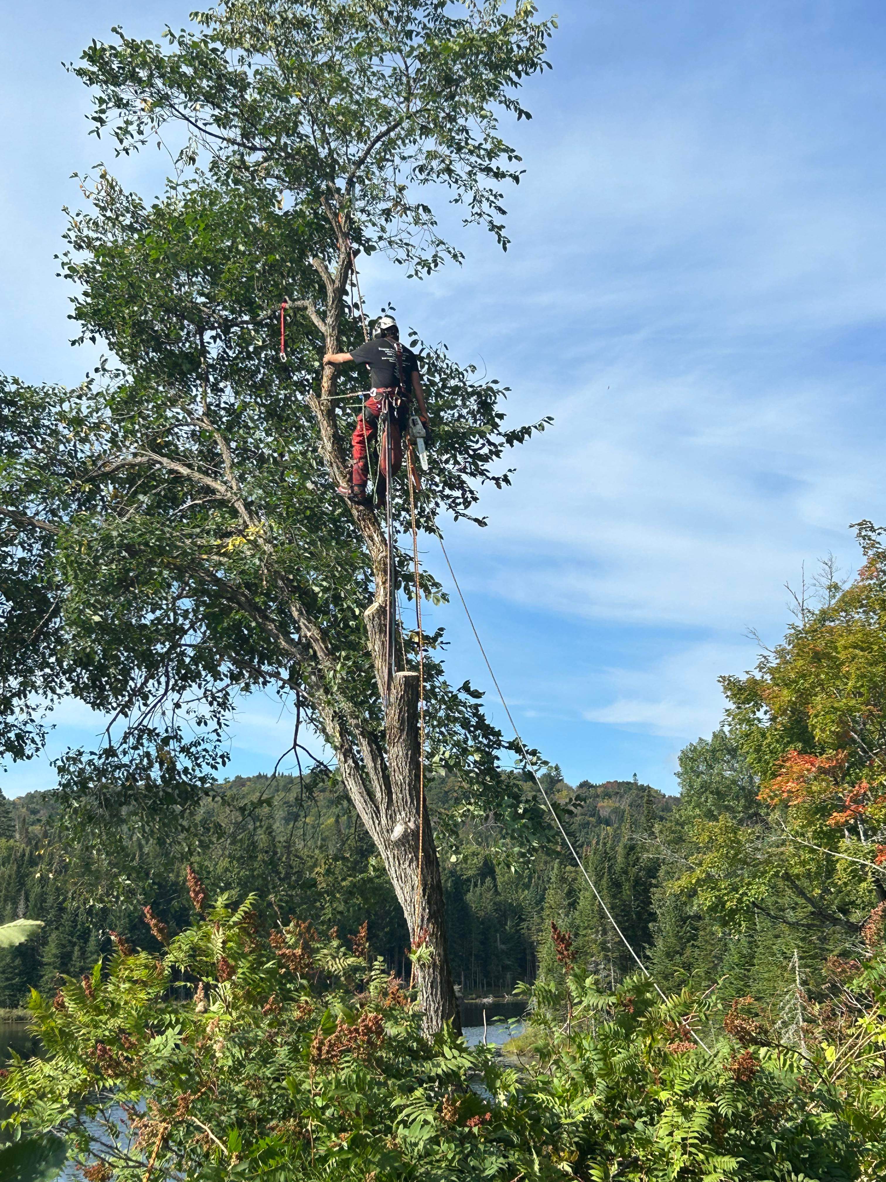 Images Élagage Frère d'Arbres