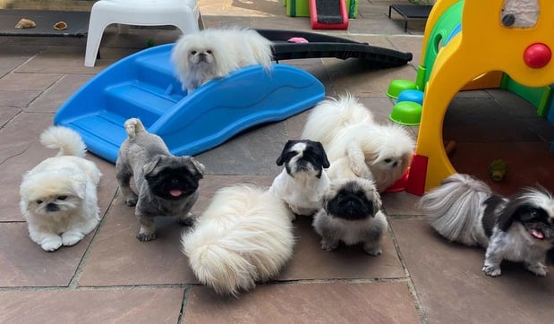 Images Puppies For Sale