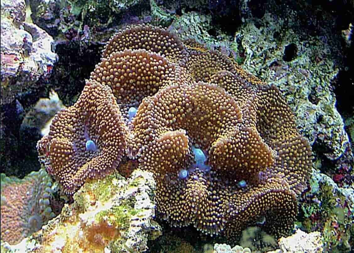 S&L Naturverlag, Bergrat-Mahr-Straße 17 in Ilmenau