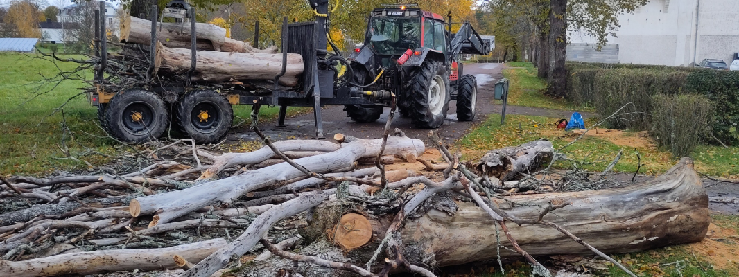 Images FLF Trädfällning och skog