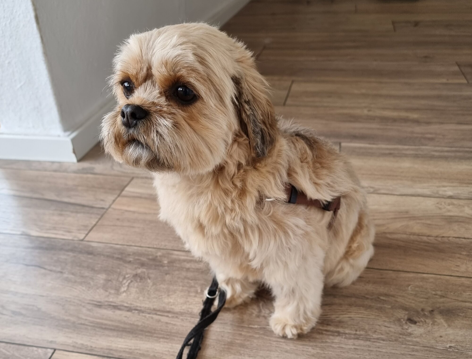 Mellys Hundesalon, Böwerweg 14 in Wittbek