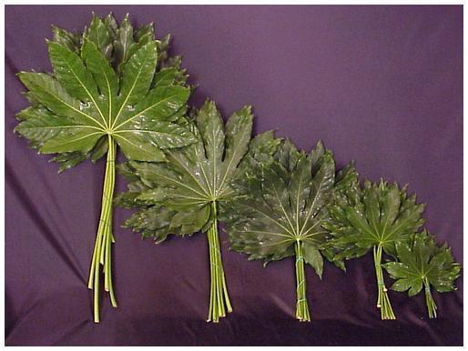 Images Viglietti Sergio - Export Fiori