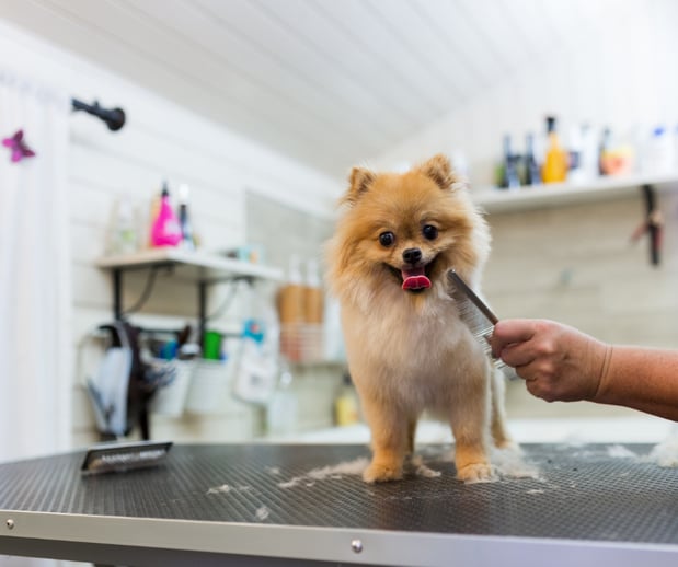 Images San Diego Grooming Academy