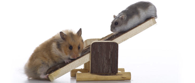 Spielplatzmobil GmbH, Badweg 2 in Ingelheim