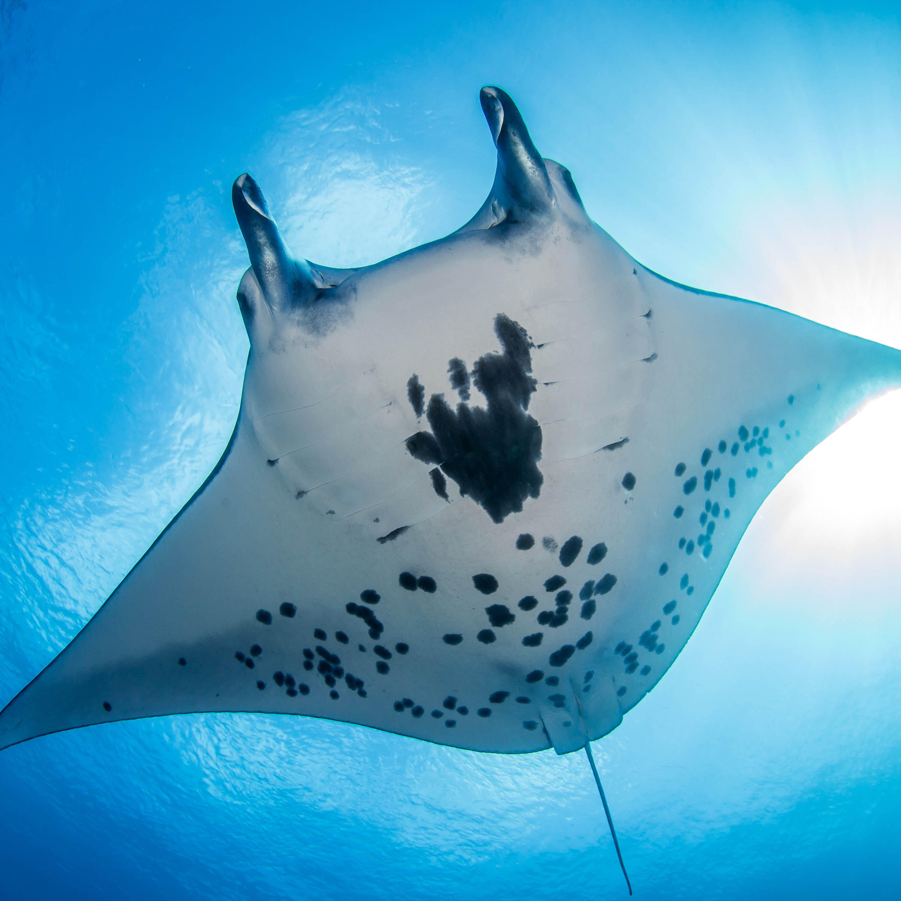 Ozeania Reisen AG, Bernardastrasse 38 in Fislisbach