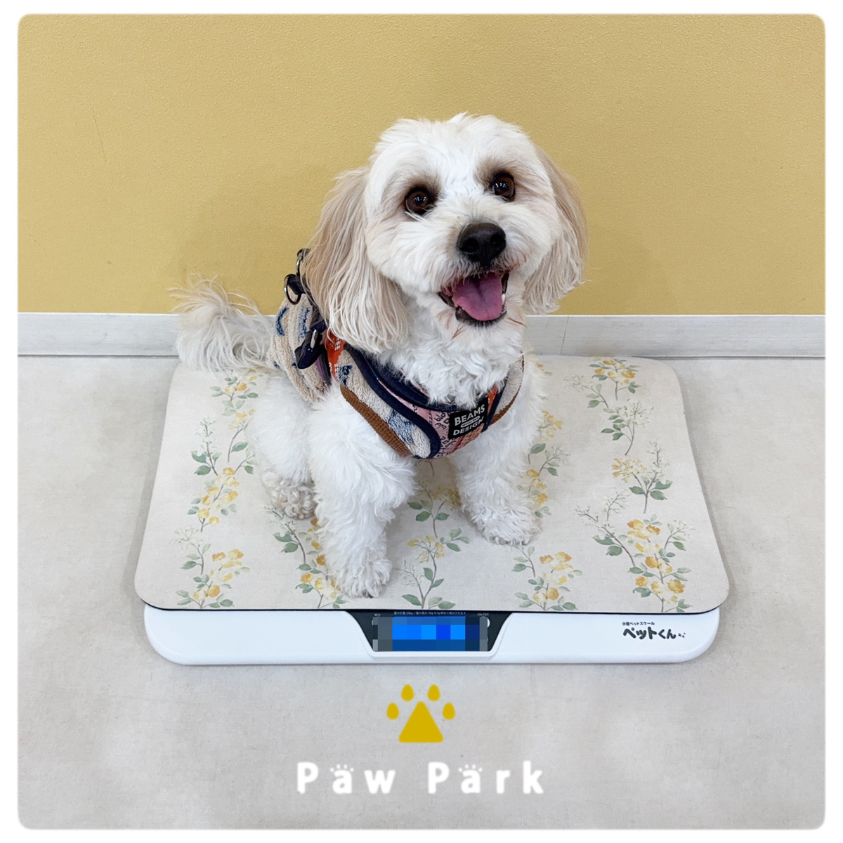 Images PawPark 犬のようちえん 高槻店