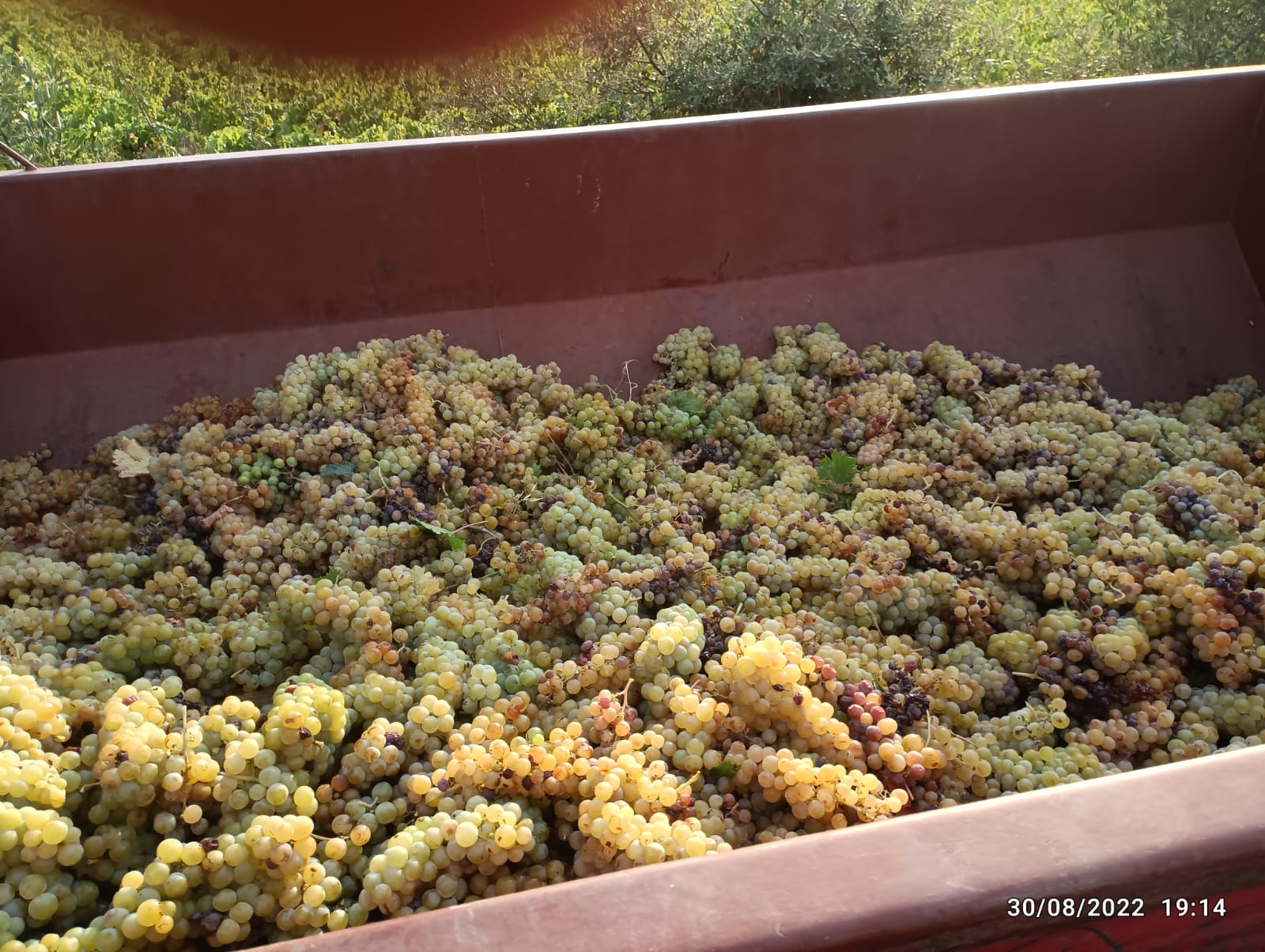 Images Apasitolento Viticultor