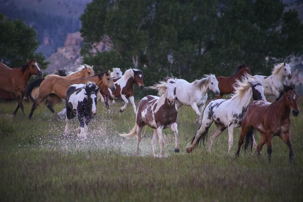 Images CM Ranch