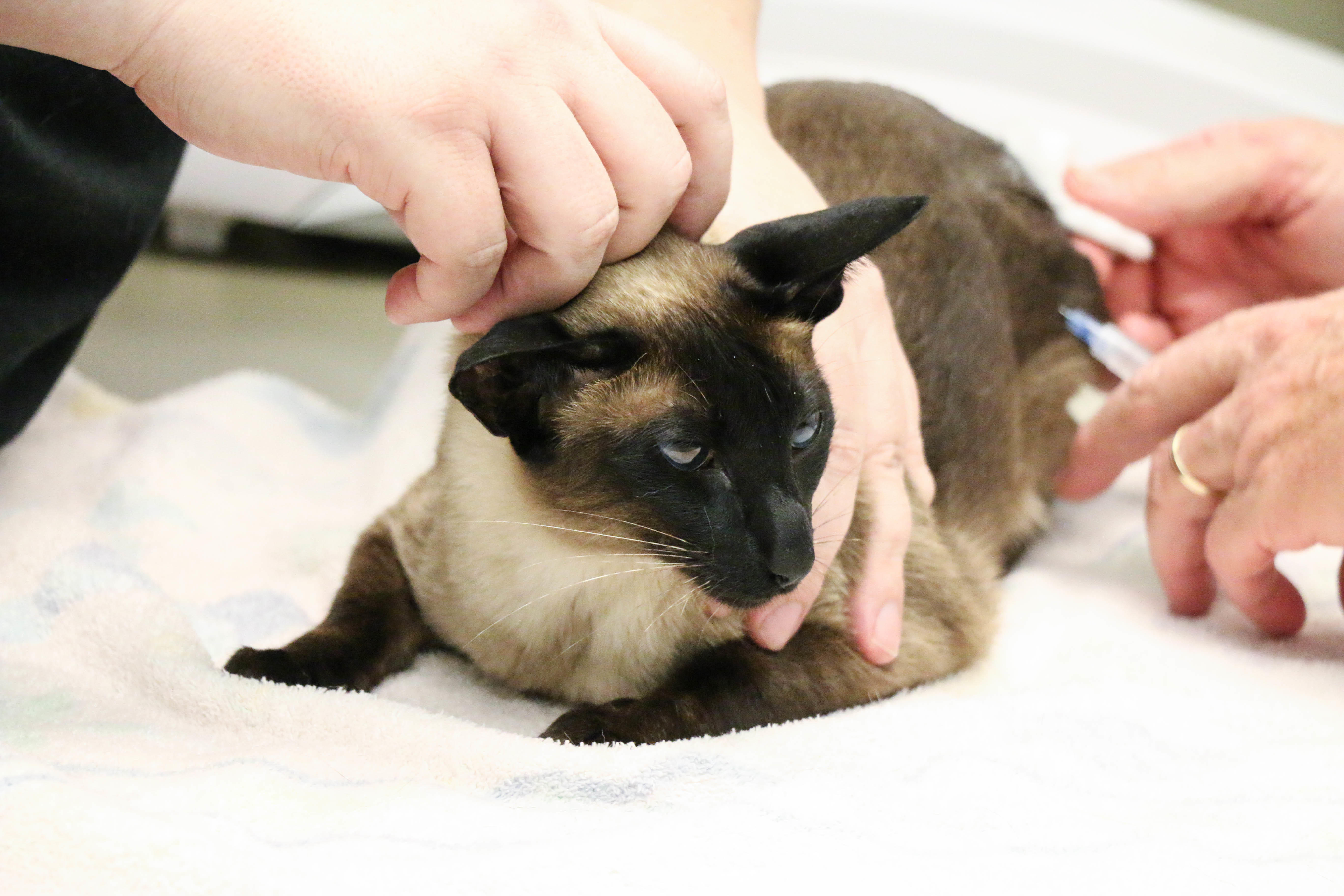 This beautiful Siamese patient is visiting us for routine vaccinations.