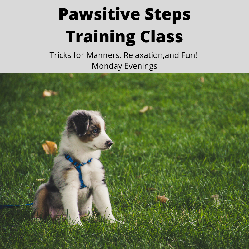 Image of Local Pet Event Pawsitive Steps Training Class - Tricks for Manners Nearby