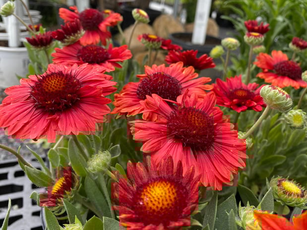 Images Cache Valley Nursery