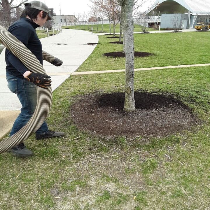Images PJL Trees