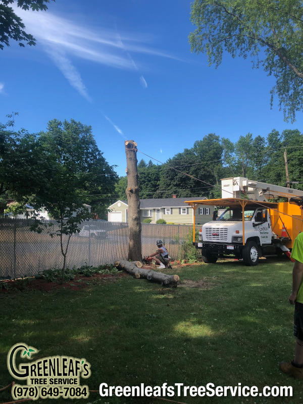 Greenleaf's Tree Service Photo