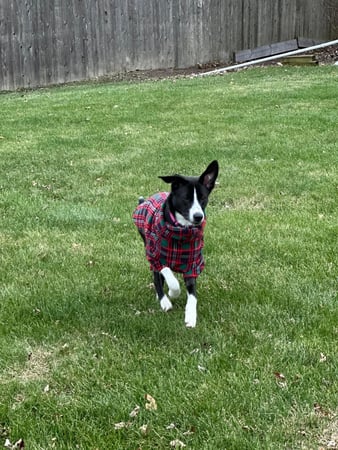 Images Leash and Love LLC