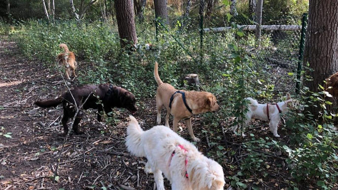 Images Primeras Hunddagis