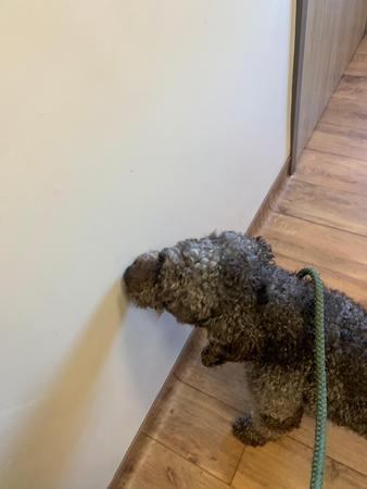 Images Canine Synergy LLC