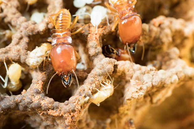 Images NJ Pest Control
