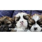 Kinzor Kennels Logo