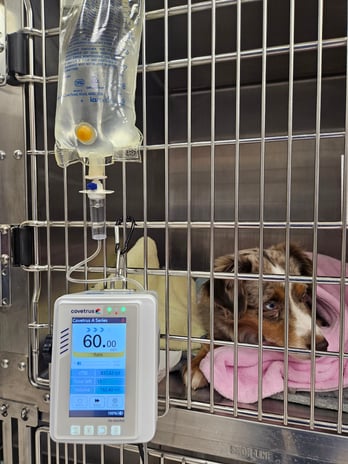 Images VetExpress Animal Urgent Care