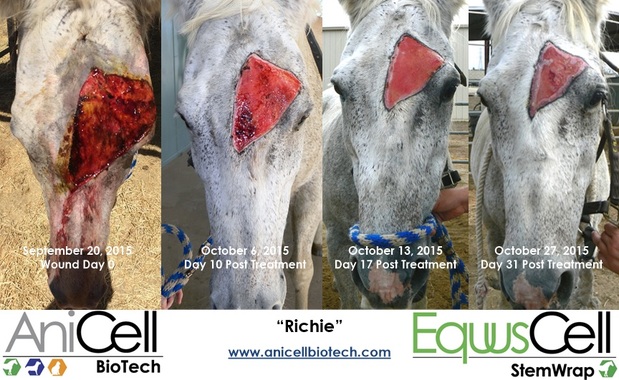 Images AniCell Biotech, LLC