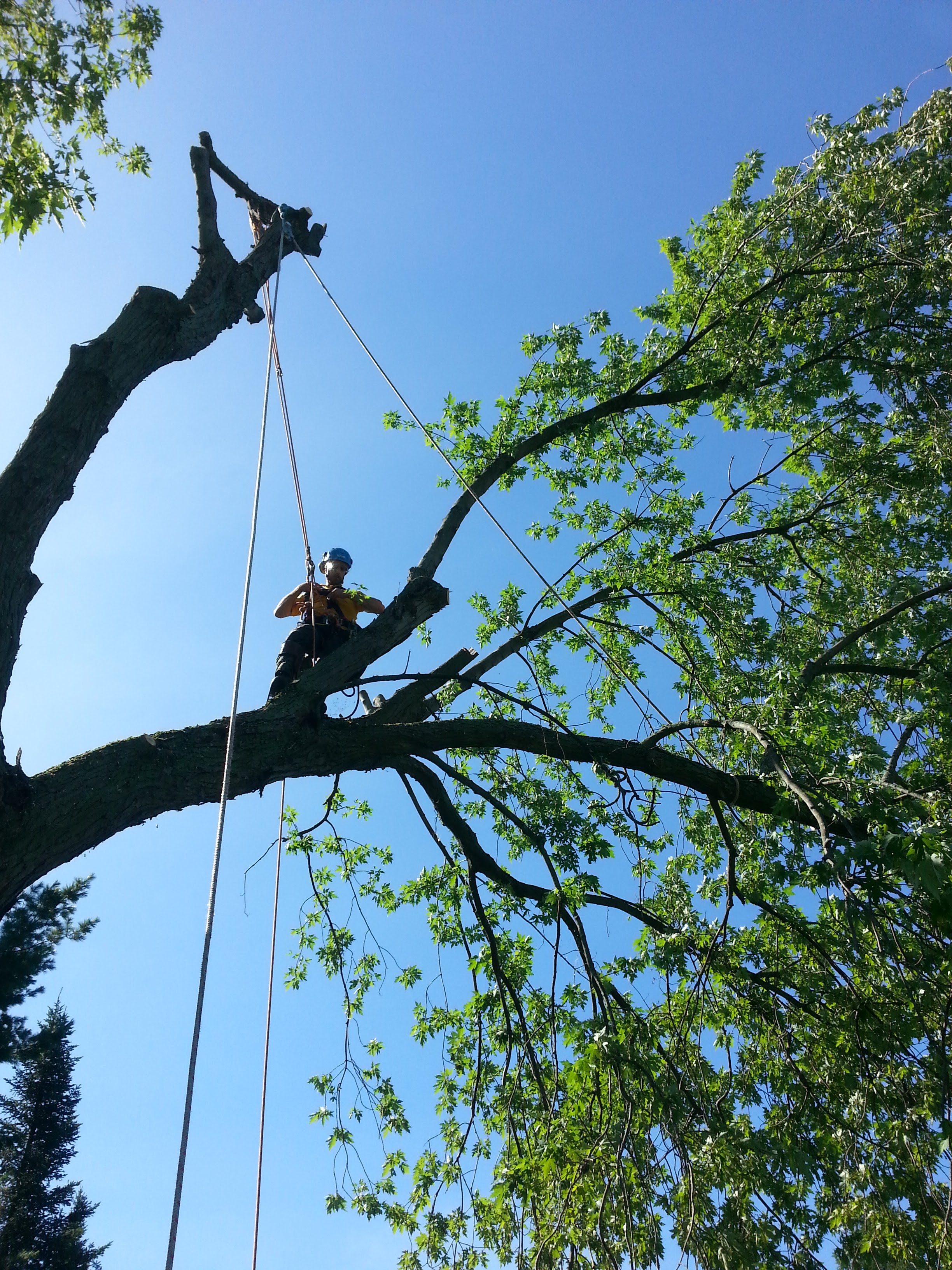 Images Canopée Service d'Arboriculture