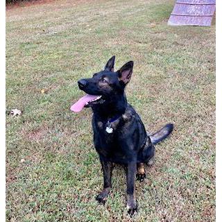 Cold Harbor German Shepherds