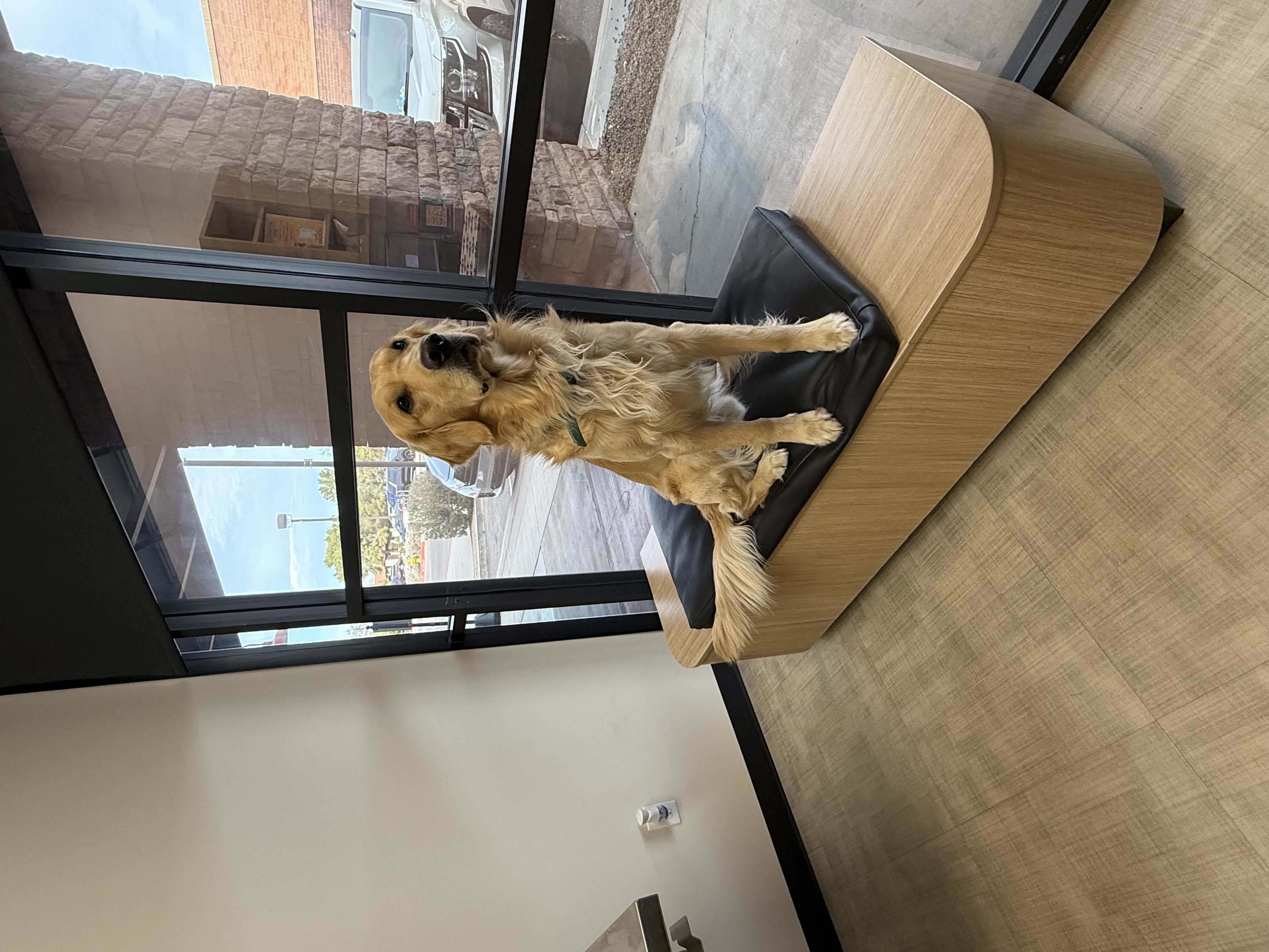 CitVet | Queen Creek client!