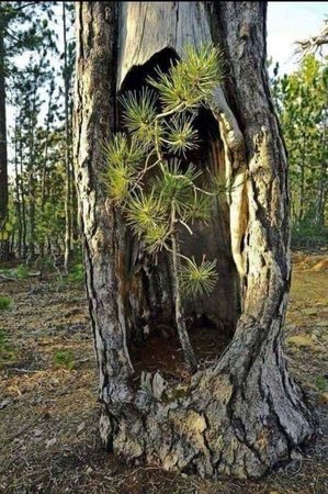 Images TNT Tree Service