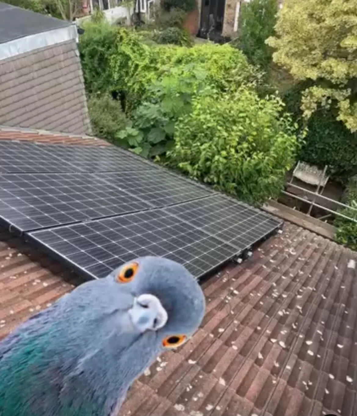 Images AB Roofing