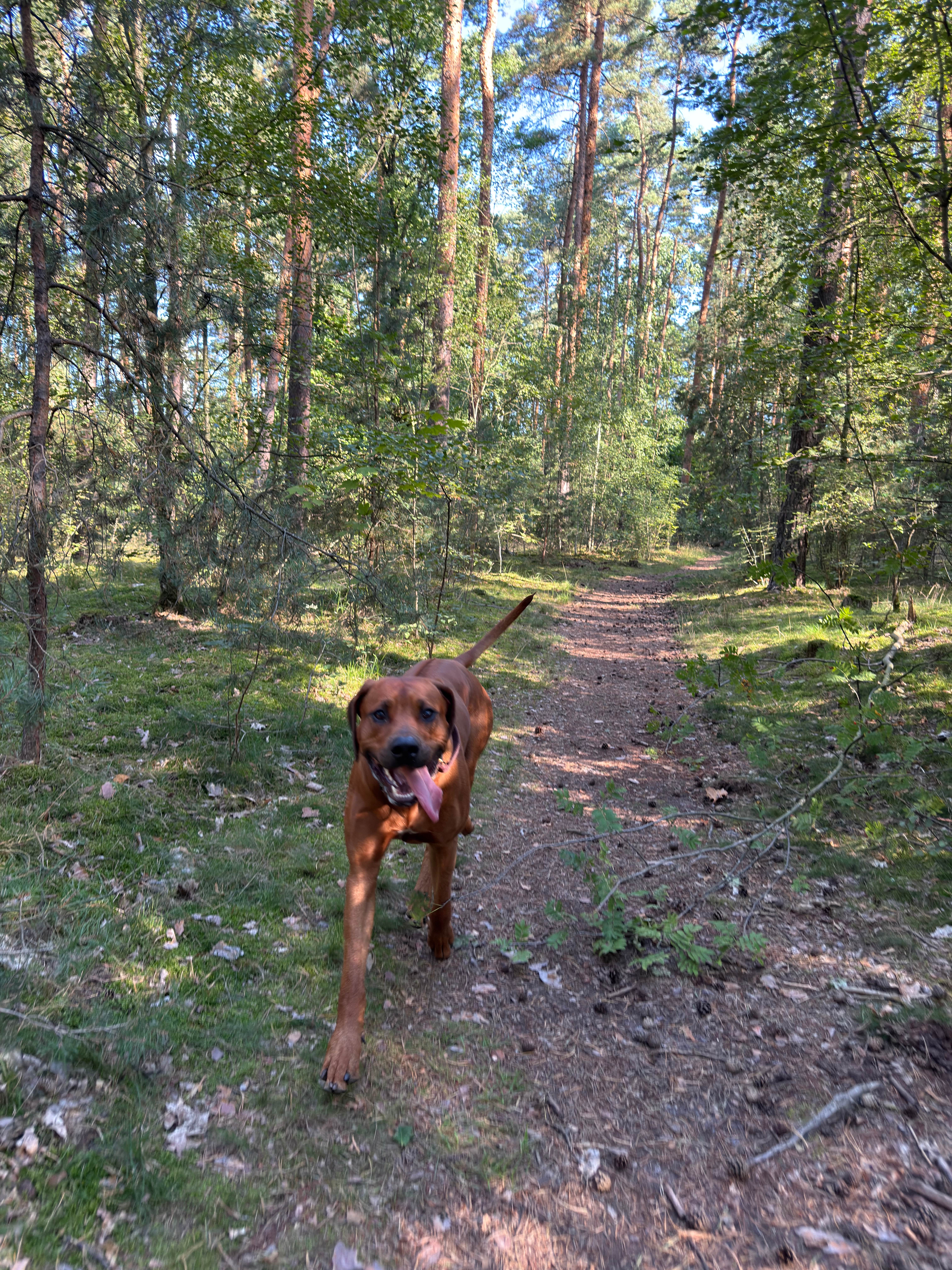 Bild 18 Dogcoach Hundezentrum in Berlin