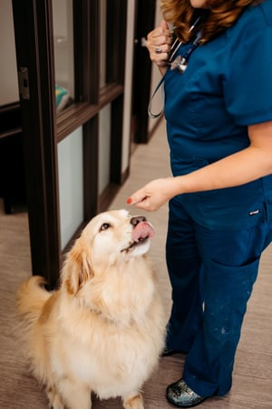 Images PetVet365 Pet Hospital Fishers Crossing
