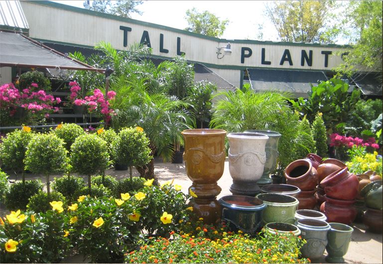 Best plant nursery and garden center Tall Plants Houston (713)464-8671