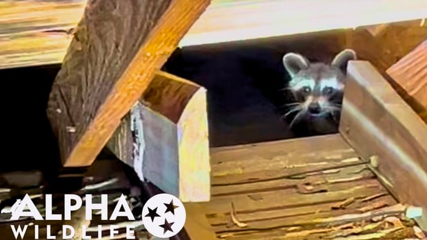 Images Alpha Wildlife Nashville