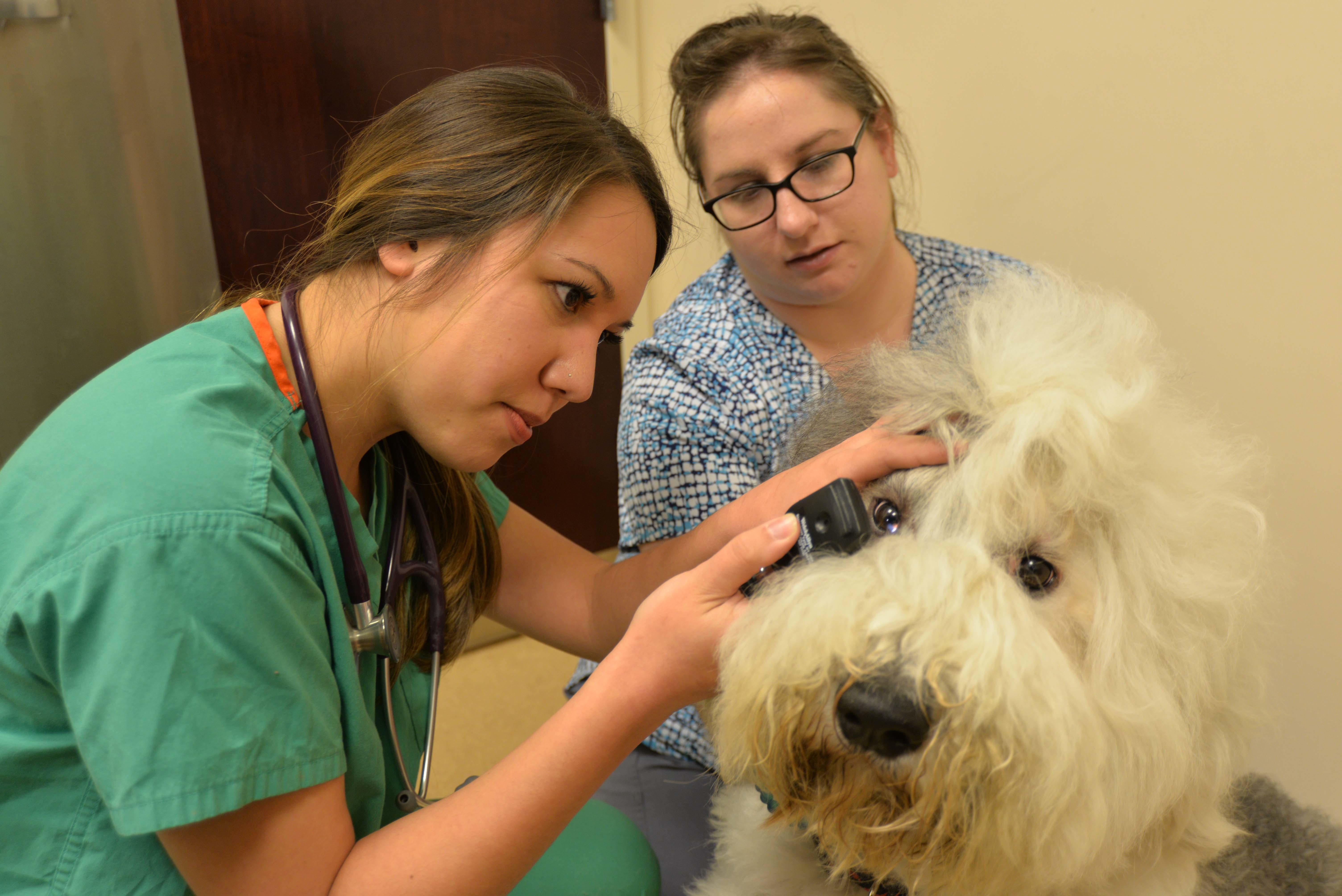 Dr. Allison Joe assesses this furry dog’s eye health using an otoscope. Archer Veterinary Clinic Lemont (630)257-5121