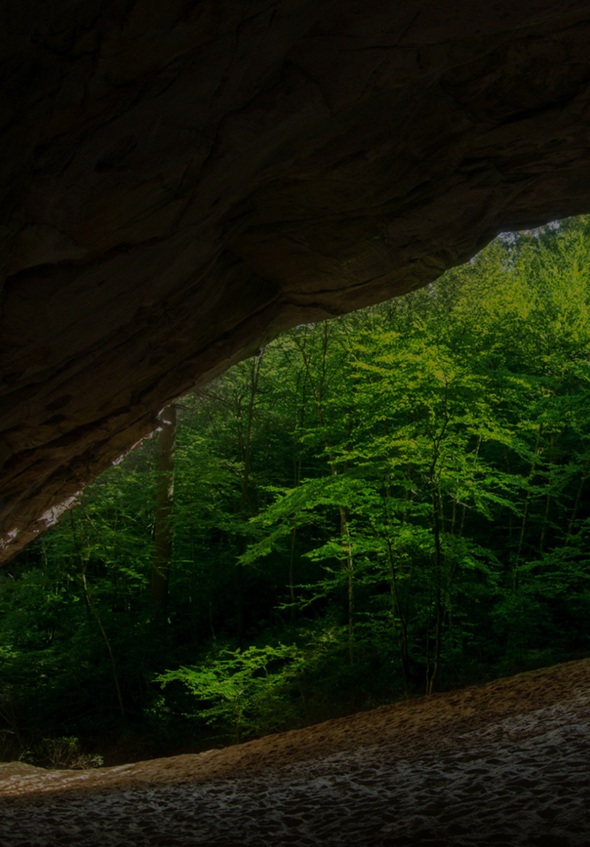 A slice of lush green forest seen from the inside of a cave.