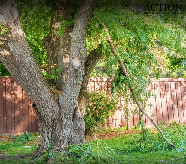 Images Action Tree Service