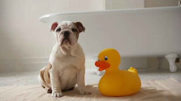 Images Shampooch