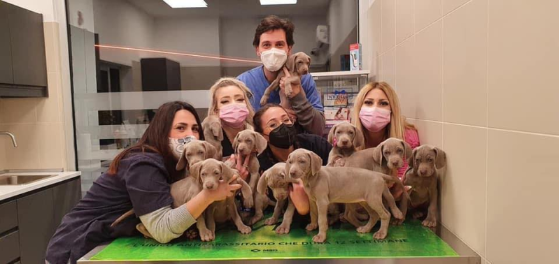 Images Clinica Veterinaria di Blasi