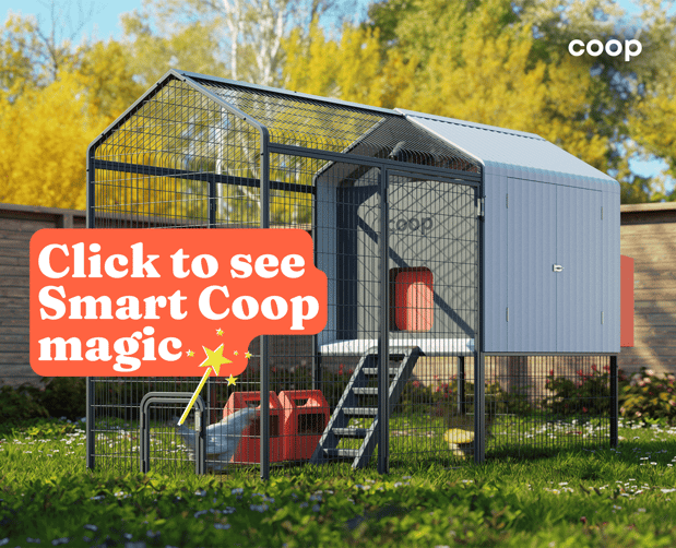 Images Smart Chicken Coop | Coop.Farm