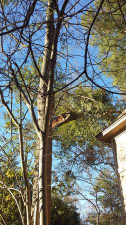 Images TNT Tree Service