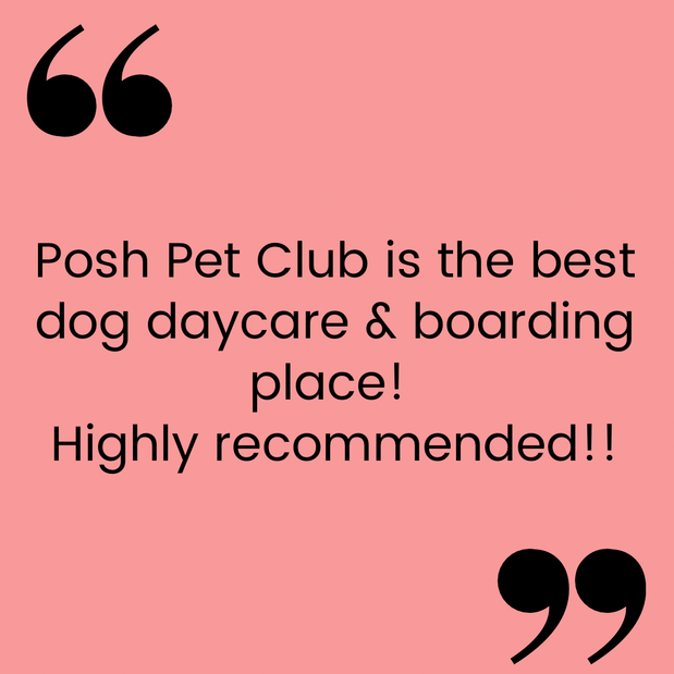 Images Posh Pet Club