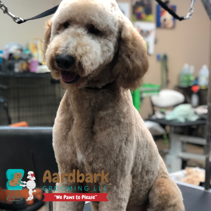 Aardbark Grooming Photo