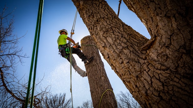 Images King Tree Service